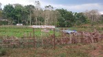 Community garden facilitated by Yasera